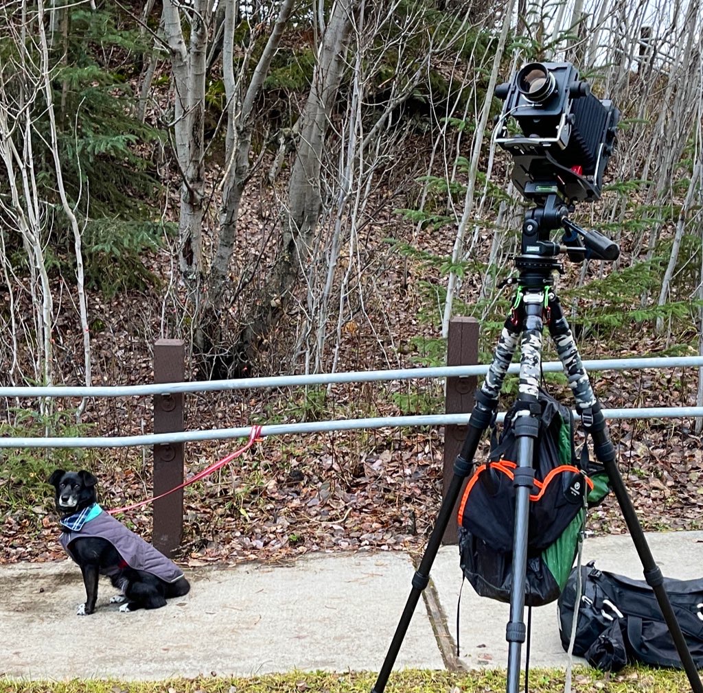 Large format camera pointed up at a mountain with Revna, the Outdoor Diva Dog, looking at me as I work.