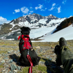 Revna and I look out of Raven Glacier. she is wearing a red scarf and hiking harness with bells on it. Just my boots and legs are showing.