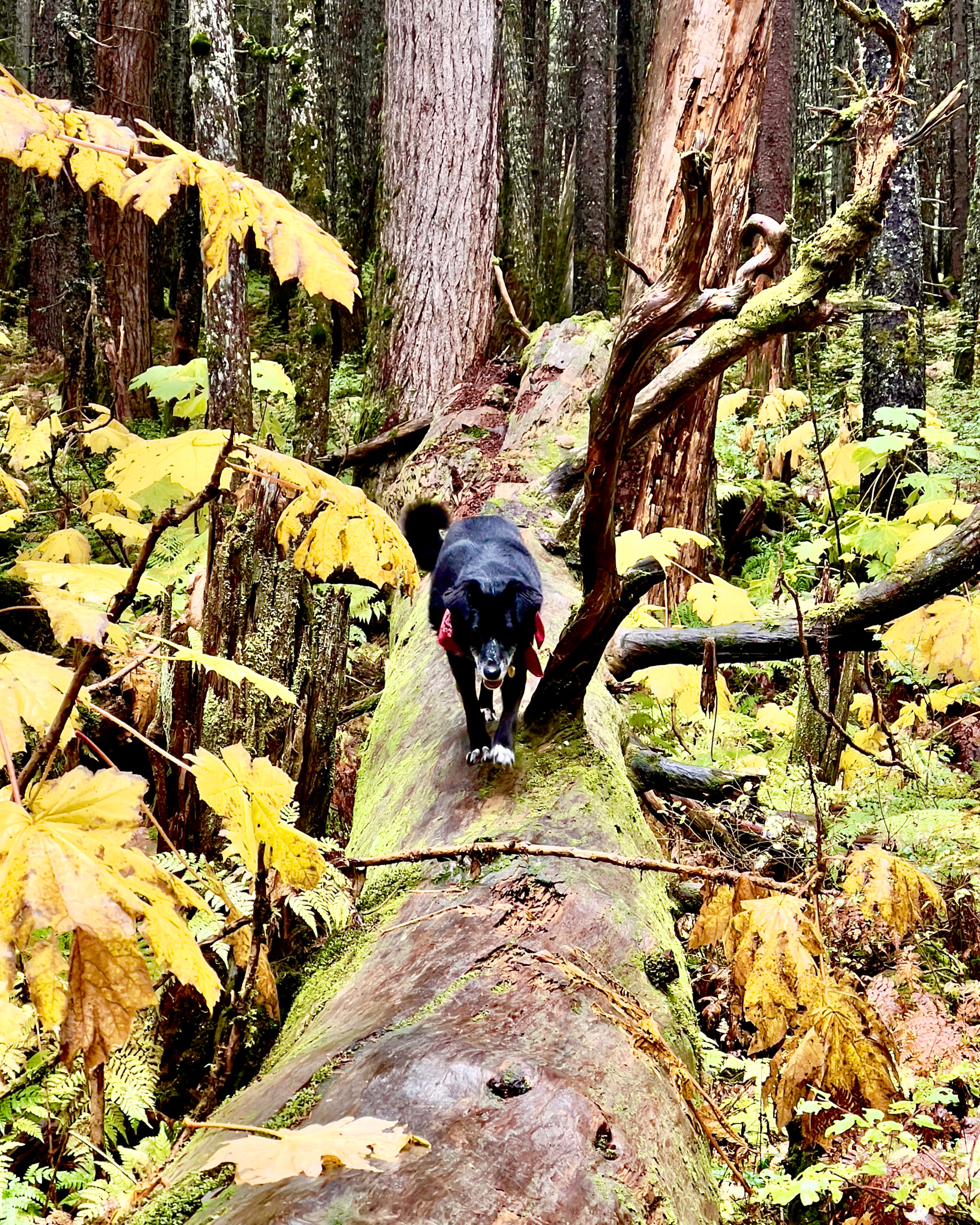 Revna walking down a log in the rainforest.