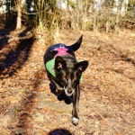 Revna in a green scarf and a pink harness runs toward the camera in the spring sun showing off her glossy black coat.