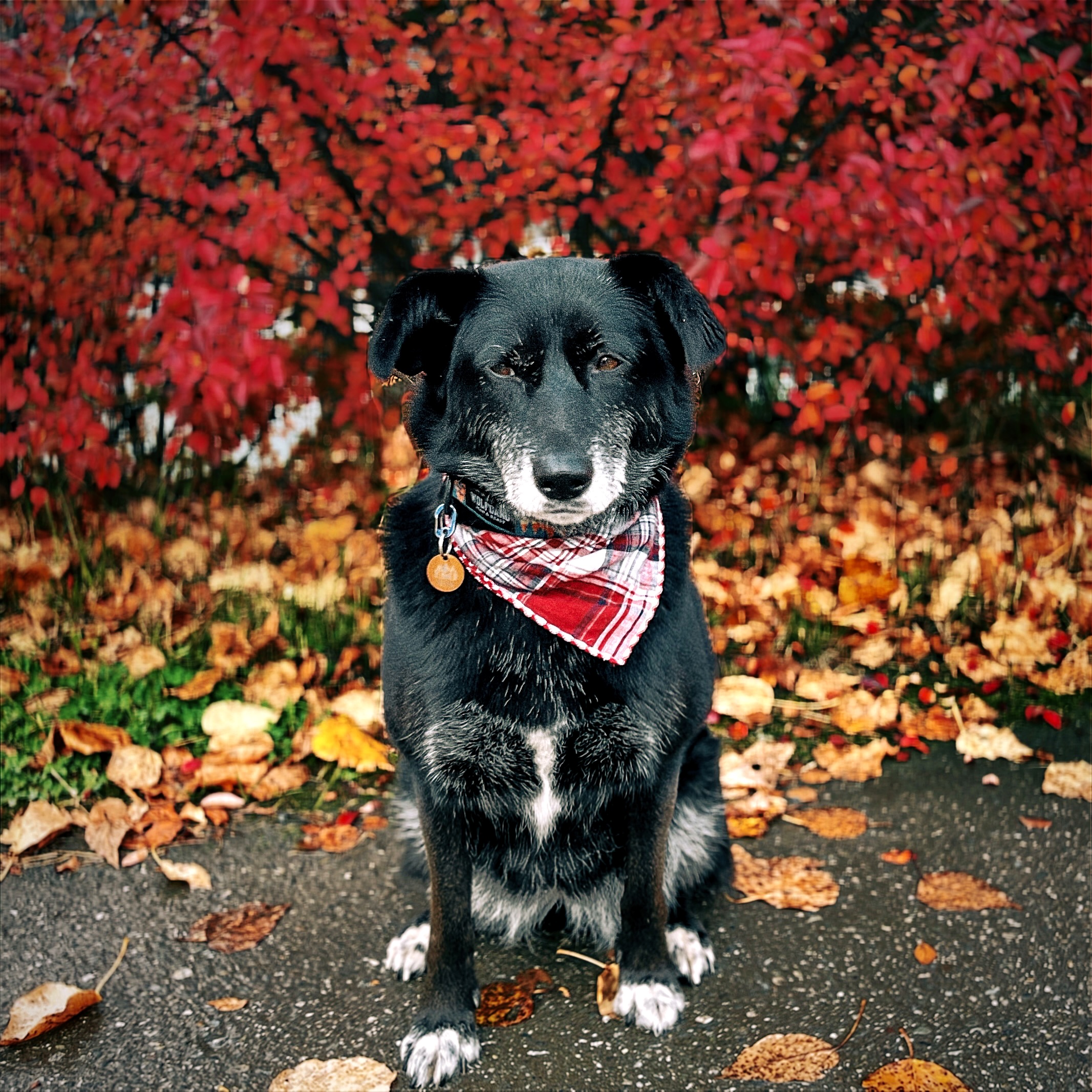 Revna sitting in front of bright red foliage and yellow leaves