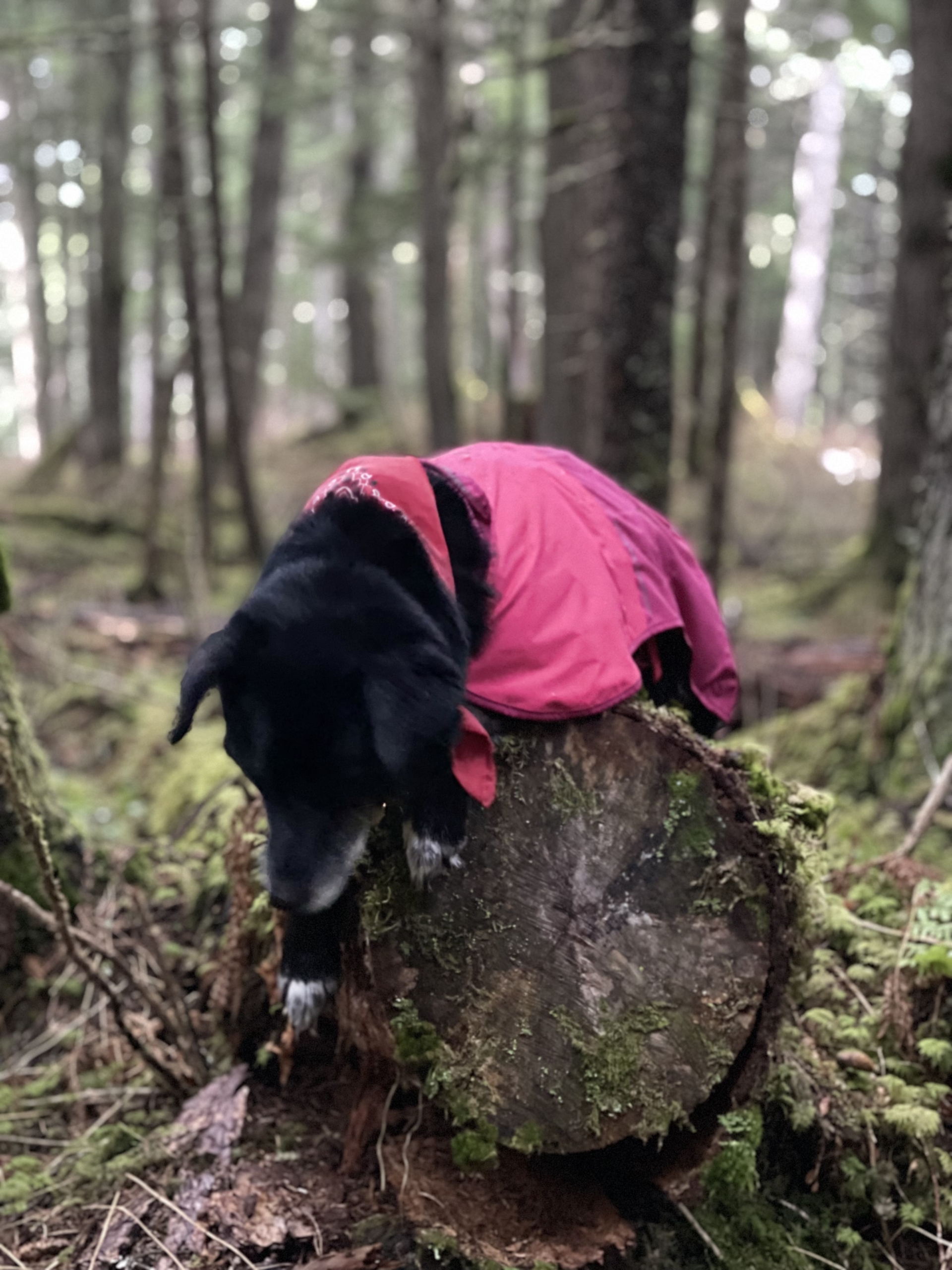 Revna in her pink raincoat doing an appropriately dramatic Diva Dog pose on a mossy log in the winter rainforest.