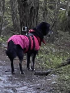 Revna in her pink raincoat wearing a camera harness and the Diva Cam - A small action camera. 